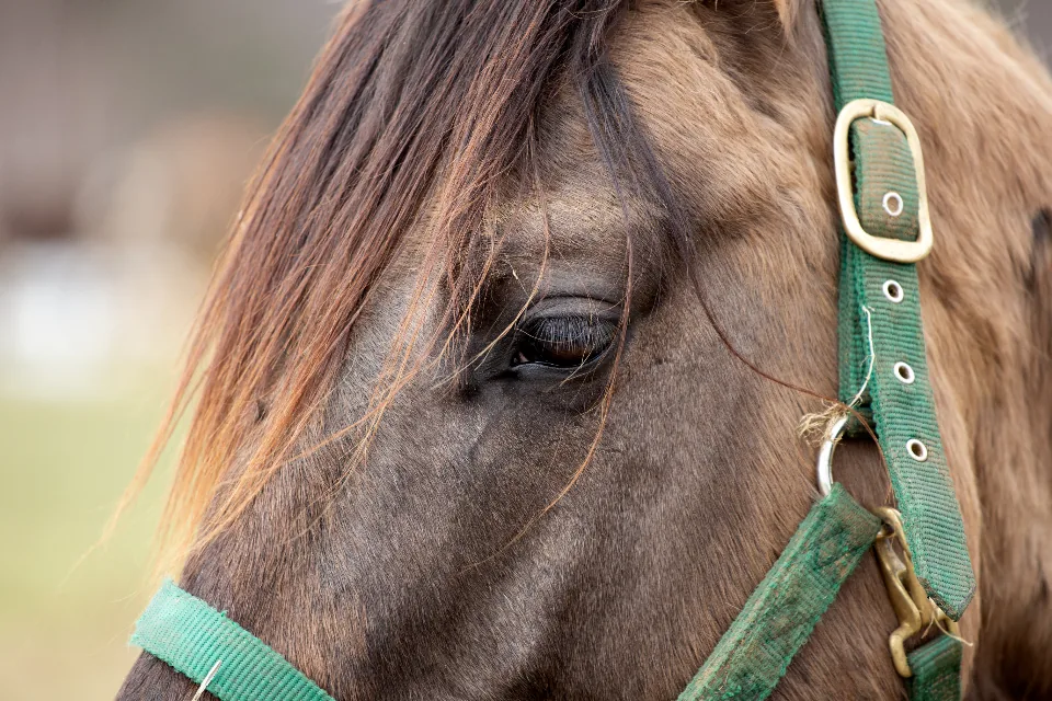 Detalhe do olho de um cavalo com cabresto verde