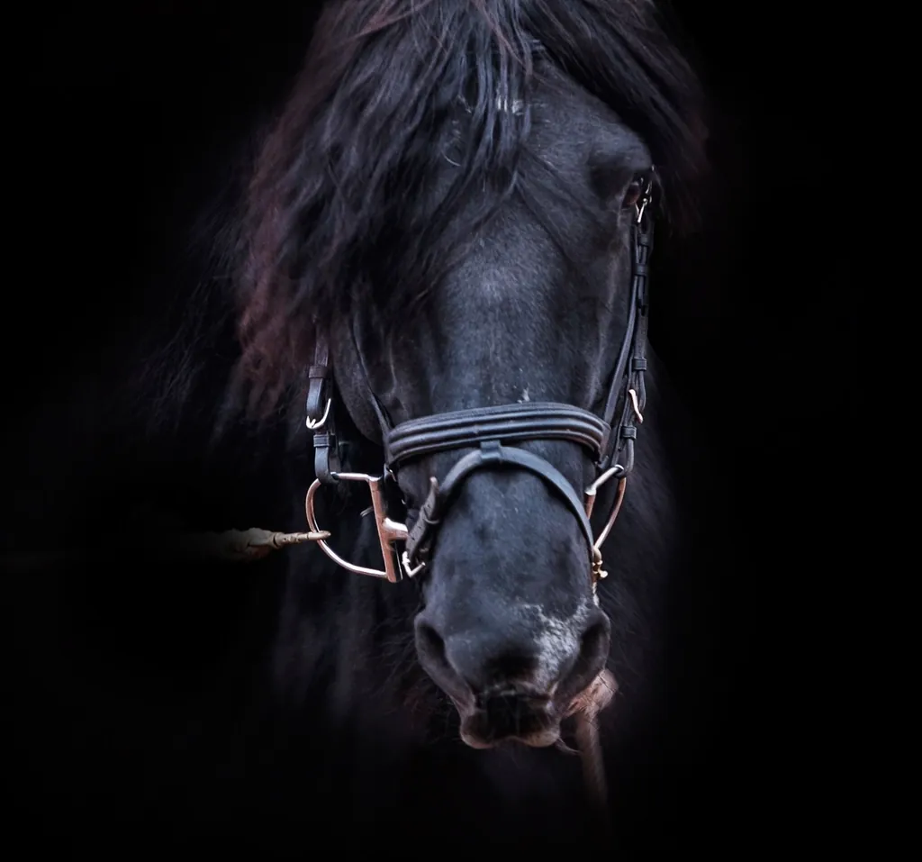 Cavalo preto com cabeçada, em fundo escuro