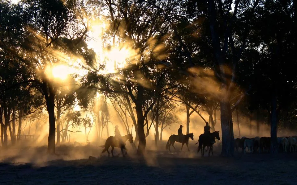 Cavaleiros conduzindo cavalos entre árvores, na poeira dourada do entardecer
